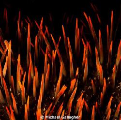 Crown of Thorns abstract, Komodo, Indonesia by Michael Gallagher 